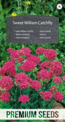 Silene Catchfly Seeds